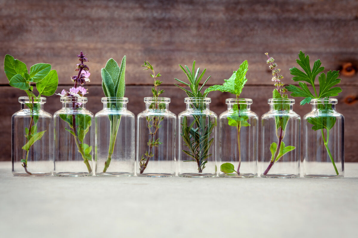 The Beginner's Guide To Botanicals - DecoBizz Lifestyle Blog